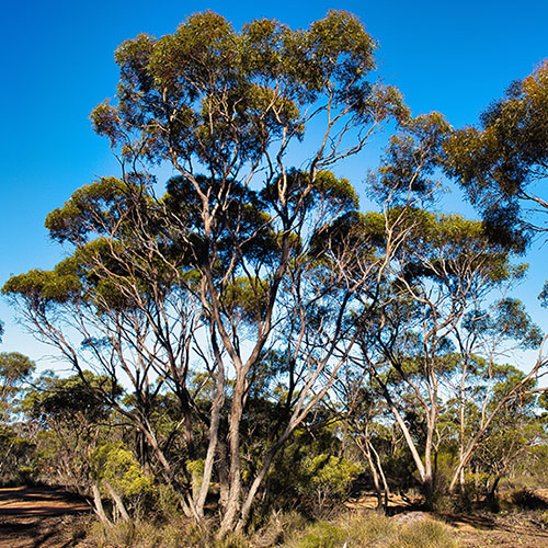 Acuse Tree What is an ACCU and why do they matter – ESG360
